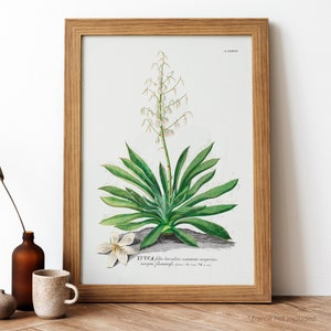 Yucca Vintage Poster, Yucca Plant Retro Print, Yucca Plant Antique Print, Vintage Botanical Poster | BT35