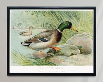 Mallard Duck Vintage Poster, Green Head Bird Retro Print, Green Head Bird Antique Print, Vintage Birds Poster | BB115