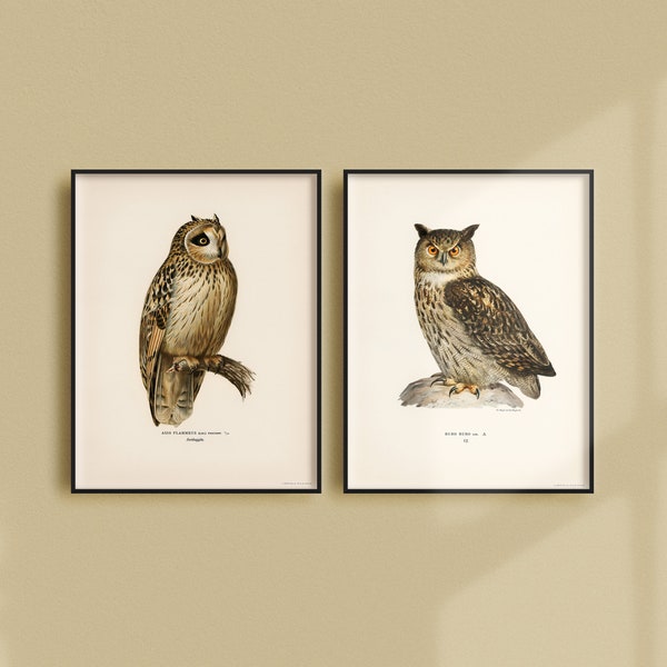 Owl Print - Etsy