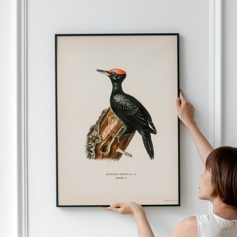 Dryocopus martius Vintage Poster, Red Crest Black Body Bird Retro Print, Antique Print, Vintage Birds Poster BB146 image 4