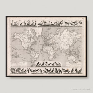 1850 Zoologie. Zug von Fischen und Vögeln, Antike Karte der Welt, 19tes Jahrhundert, alte Karte, seltene Vintage Karte der Welt | MP489