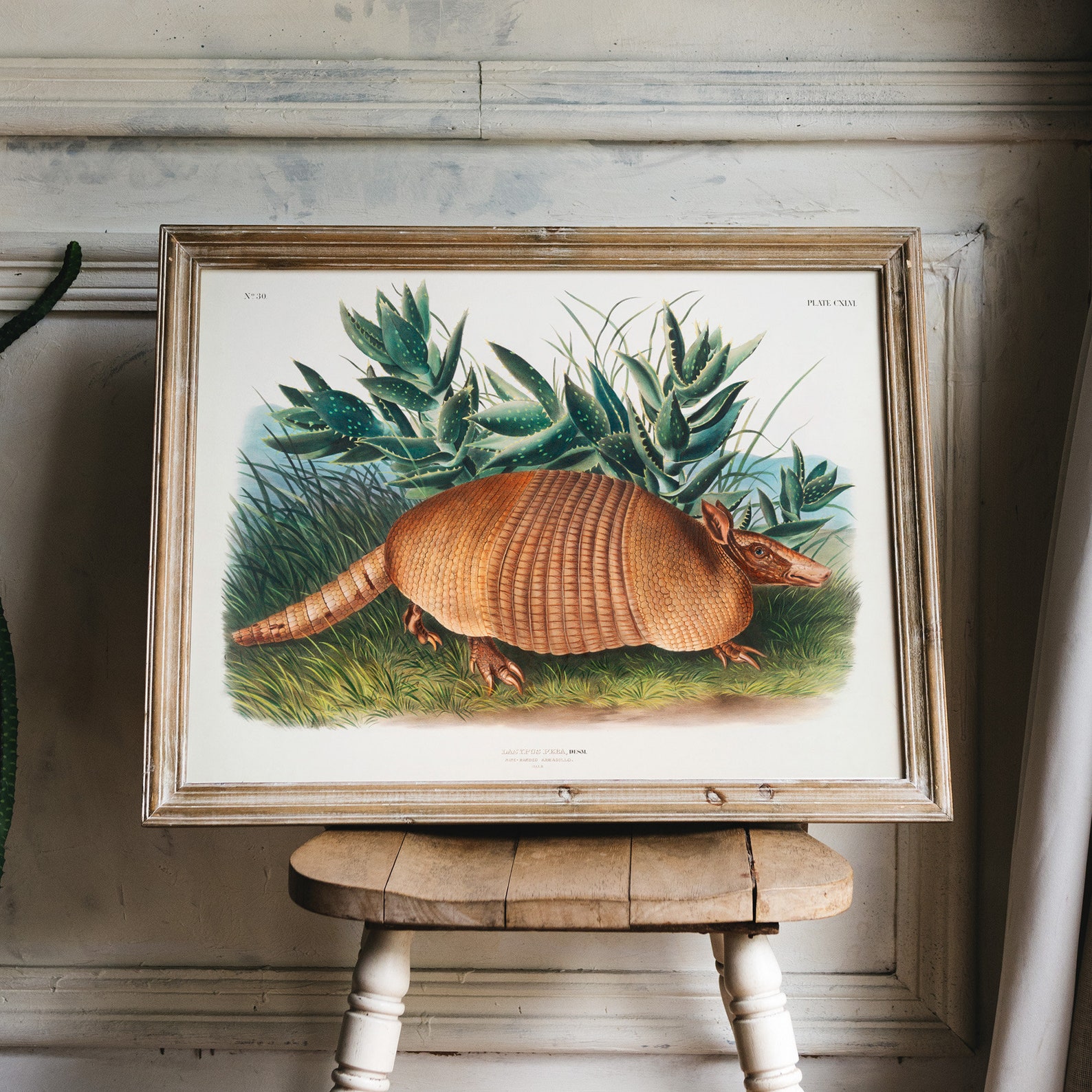 Nine-banded Armadillo Vintage Poster, Medium-sized Mammal Retro Print