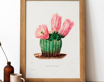 Rainbow Cactus Vintage Poster, Pink Flower Cactus Retro Print, Pink Flower Cactus Antique Print, Vintage Botanical Poster | BT64