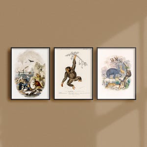 Set of 3 Vintage Animal Posters, Retro Animal Ads, Wildlife Antique Prints, Animal Kingdom Vintage Posters, Monkey Giraffe Elephant  | SE19