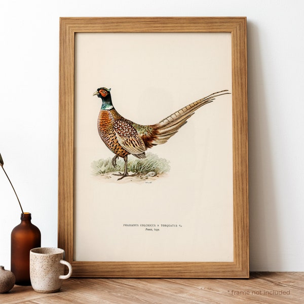 Ring-necked Pheasant Vintage Poster, Long Tail Bird Retro Print, Long Tail Bird Antique Print, Vintage Birds Poster | BB124