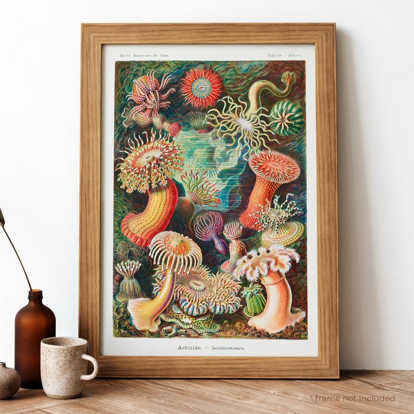 Ernst Haeckel Poster, Sea Anemones Vintage Poster, Sea Anemones Retro Print, Sea Anemones Antique Print | EH10