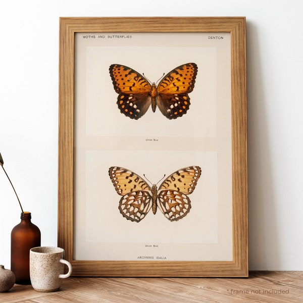 Regal Fritillary Vintage Poster, Orange Butterflies Retro Print, Orange Butterflies Antique Print, Vintage Butterflies Poster | BB157
