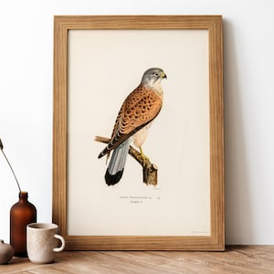 Puede incluir: Ilustración vintage de un cernícalo común posado en una rama. El pájaro es marrón, gris y blanco con un pico amarillo. La ilustración está enmarcada en un marco de madera claro.