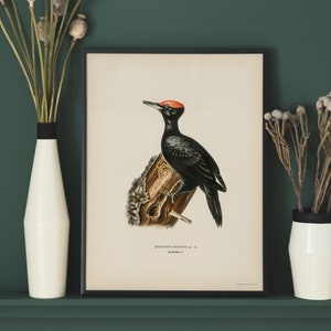 Dryocopus martius Vintage Poster, Red Crest Black Body Bird Retro Print, Antique Print, Vintage Birds Poster BB146 image 3