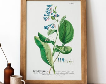 Pulmonaria Vintage Poster, Green Leaves Retro Print, Green Leaves Antique Print, Vintage Botanical Poster | BT22
