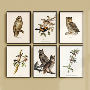 Juego de 6 carteles de pájaros antiguos, anuncios de pájaros retro, impresiones antiguas de pájaros, regalo para amantes de los pájaros, impresión vintage de búho / SE21