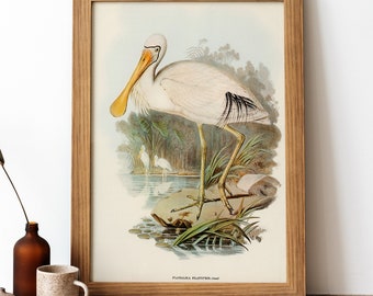 Yellow-legged Spoonbill Vintage Poster, Spoon-shaped face Bird Retro Print, Antique Print, Vintage Birds Poster | BB24