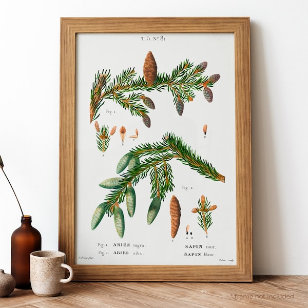 Black Spruce Vintage Poster, Spruce Tree Branches Retro Print, Spruce Tree Branches Antique Print, Vintage Botanical Poster | BT91
