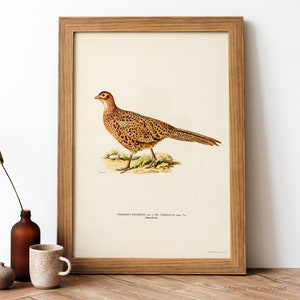 Pheasant Vintage Poster, Brown Bird Retro Print, Brown Bird Antique Print, Vintage Birds Poster | BB144