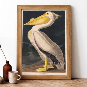 American White Pelican Vintage Poster, Large Yellow Beak White Bird Retro Print, Antique Print, Vintage Birds Poster | BB77