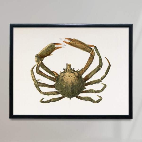 Spider Crab vintage Poster, Spider Crab Top View Retro Print, Spider Crab Top View Antique Print, vintage Fish &Sea Life Poster | FS37