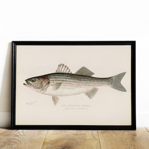 Striped Bass Vintage Poster, Big Fish Retro Print, Big Fish Antique Print, Vintage Fish & Sea Life Poster | FS01