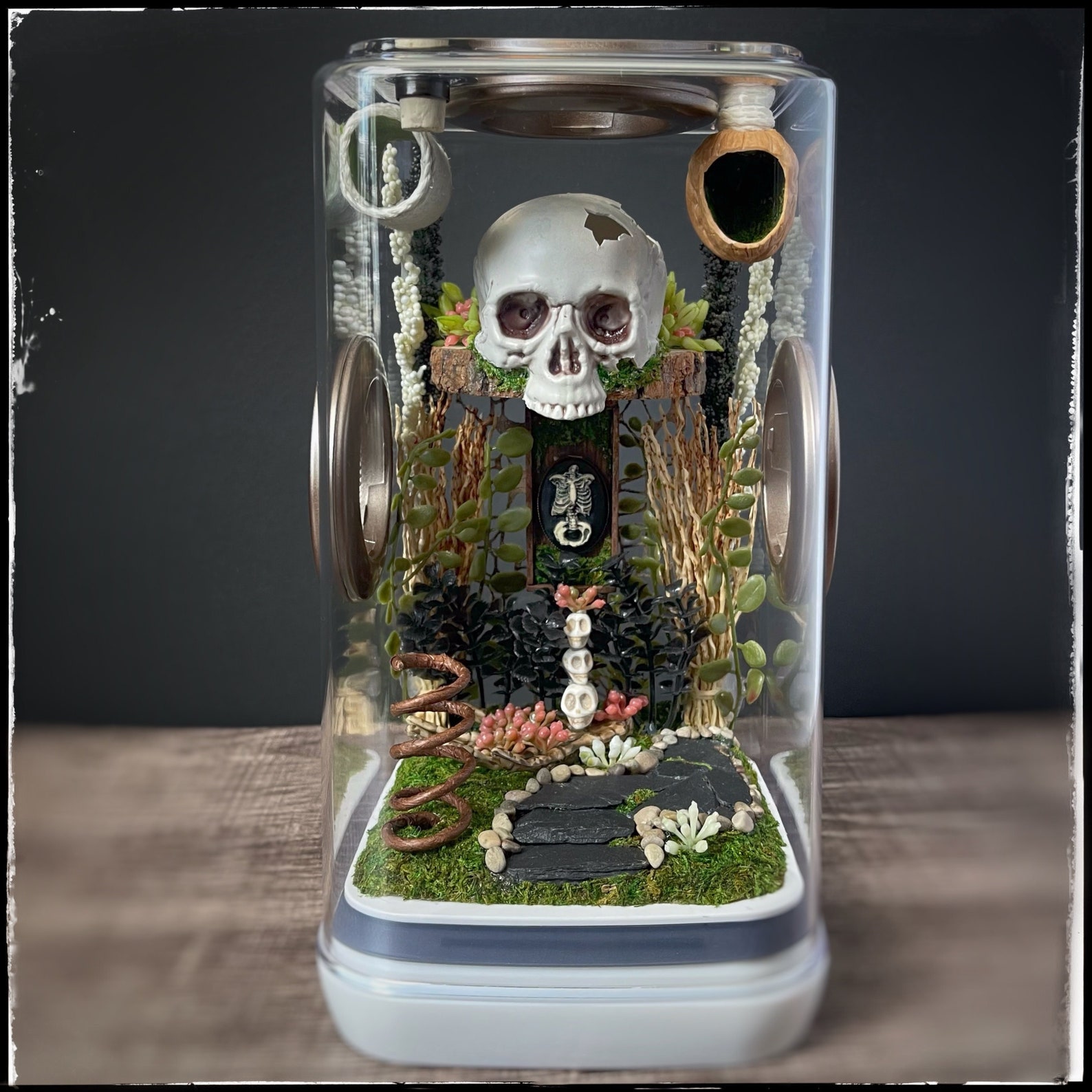 Preorder Deluxe Jumping Spider Enclosure Etsy