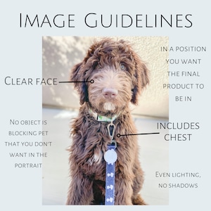 May include: A brown dog with a white chest and a collar is sitting in a neutral background. The dog is looking directly at the camera. The image is well-lit and there are no shadows.