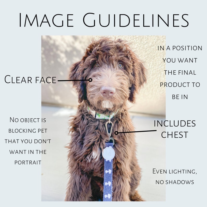 Op de afbeelding: Een bruine hond met een krullende vacht, met een patroonhalsband en een blauwe riem. De afbeelding bevat tekst die luidt "IMAGE GUIDELINES", "CLEAR FACE", "INCLUDES CHEST" en andere instructies voor huisdierportretten.