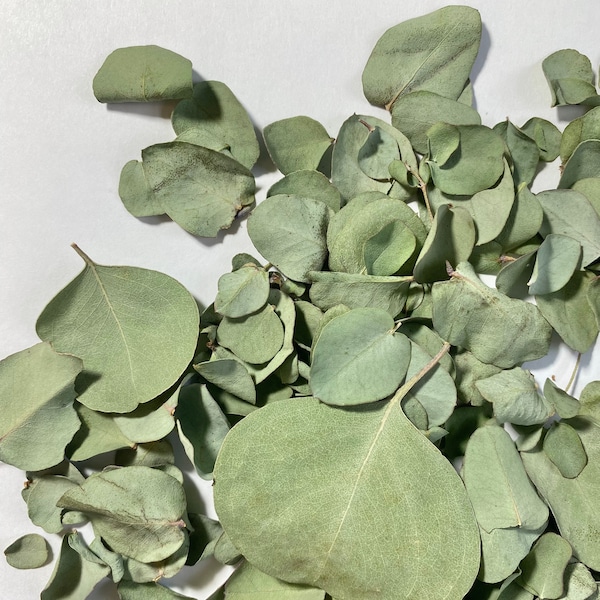 Dried Eucalyptus Leaves Etsy