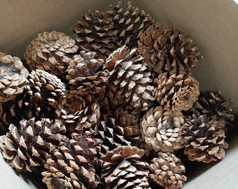 65+ stuks, bulk Ponderosa-dennenappels voor knutselen en kransen maken. Verschillende maten - gewassen