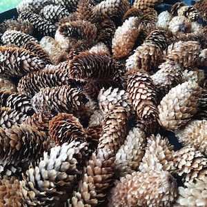 May include: A collection of various sized pine cones in shades of brown and tan. The pine cones are densely packed together, creating a textured surface. The image captures the natural details of the cones, showcasing their scales and shapes.