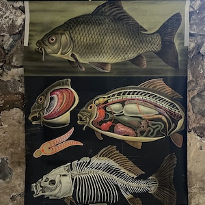 Vintage Schulwandkarte Rollkarte - KARPFEN - alte Lehrtafel Rollbild