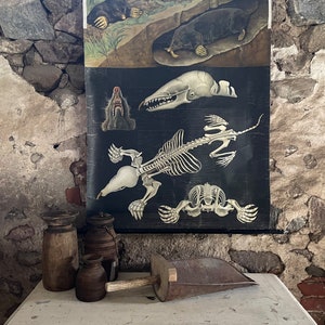Vintage Schulwandkarte Rollkarte - MAULWURF - alte Lehrtafel Rollbild
