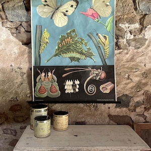 Vintage Schulwandkarte Rollkarte - Schmetterling - Butterfly - alte Lehrtafel Rollbild