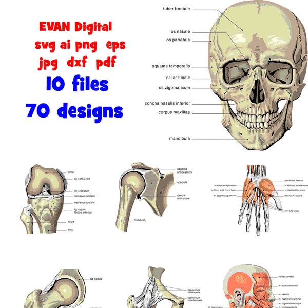 Anatomy svg ai png eps dxf pdf jpg Anatomy 2 svg Human Anatomy svg Doctor svg Greys Anatomy png Greys Anatomy svg Anatomical Heart svg Etsy