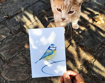 Postal ilustrada, ilustración de herrerillo azul, lápices de colores, impresión mate, tarjeta A6