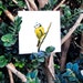 see more listings in the Oiseaux du jardin section