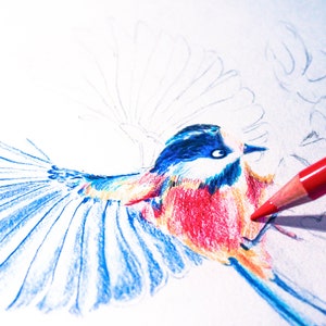 Carte amour fou, oiseaux amoureux illustration crayons de couleur impression mate carte A6 amour amour amooooouur image 2