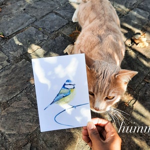 Cartão postal ilustrado, ilustração de chapim azul, lápis de cor, impressão fosca, cartão A6 imagem 6