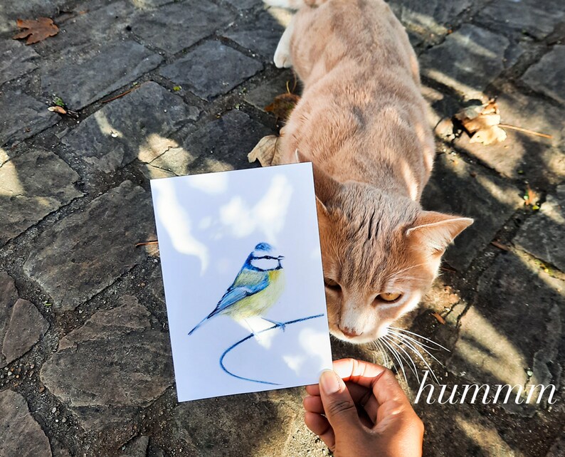 Cartão postal ilustrado, ilustração de chapim azul, lápis de cor, impressão fosca, cartão A6 imagem 6