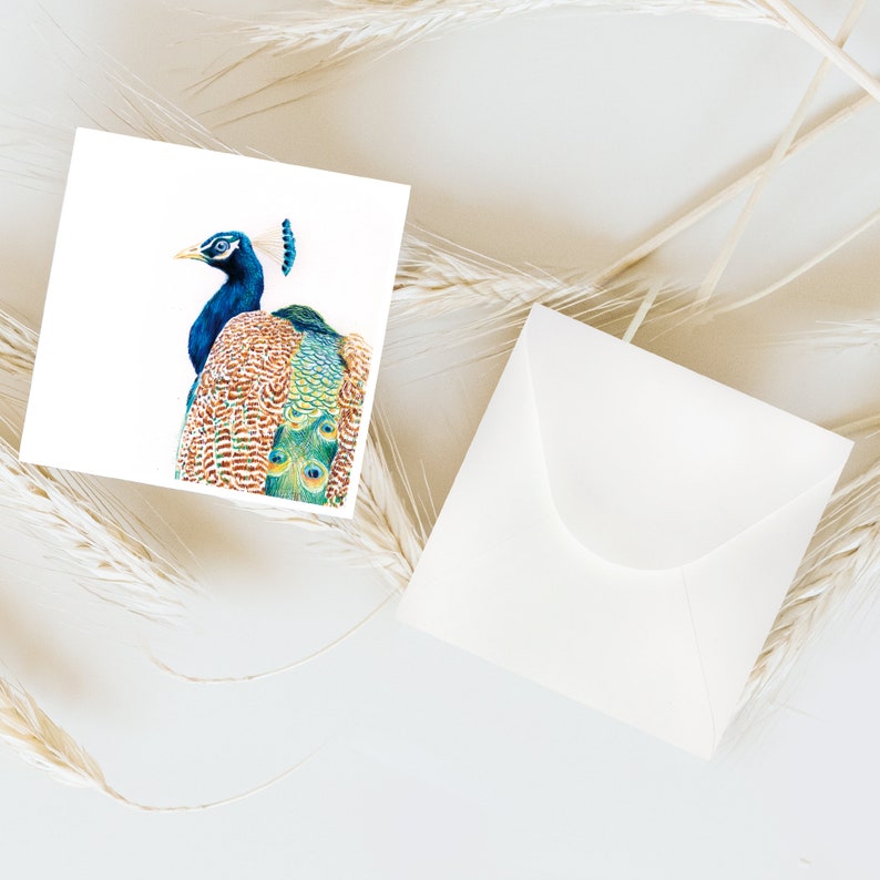 Cartolina pavone + busta illustrazione matite colorate stampa opaca carta quadrata busta quadrata immagine 5