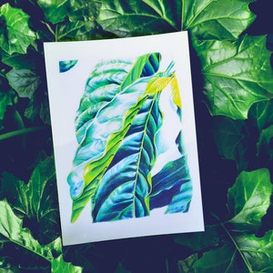 Carte botanique, feuille de caféier, illustration feuille, impression mate, végétal
