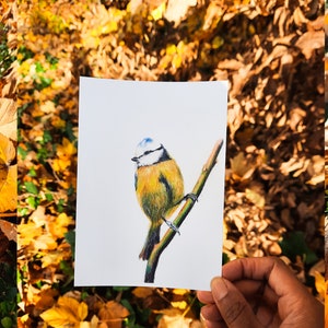 Cartão postal ilustrado, ilustração de chapim azul, lápis de cor, impressão fosca, cartão A6 imagem 2