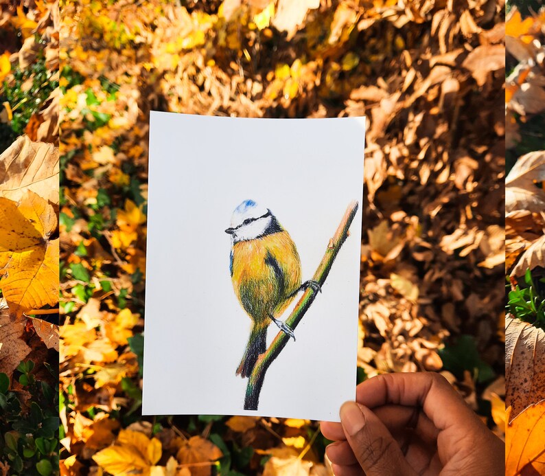 Cartão postal ilustrado, ilustração de chapim azul, lápis de cor, impressão fosca, cartão A6 imagem 2