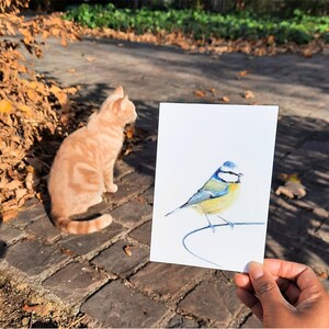 Cartão postal ilustrado, ilustração de chapim azul, lápis de cor, impressão fosca, cartão A6 imagem 4