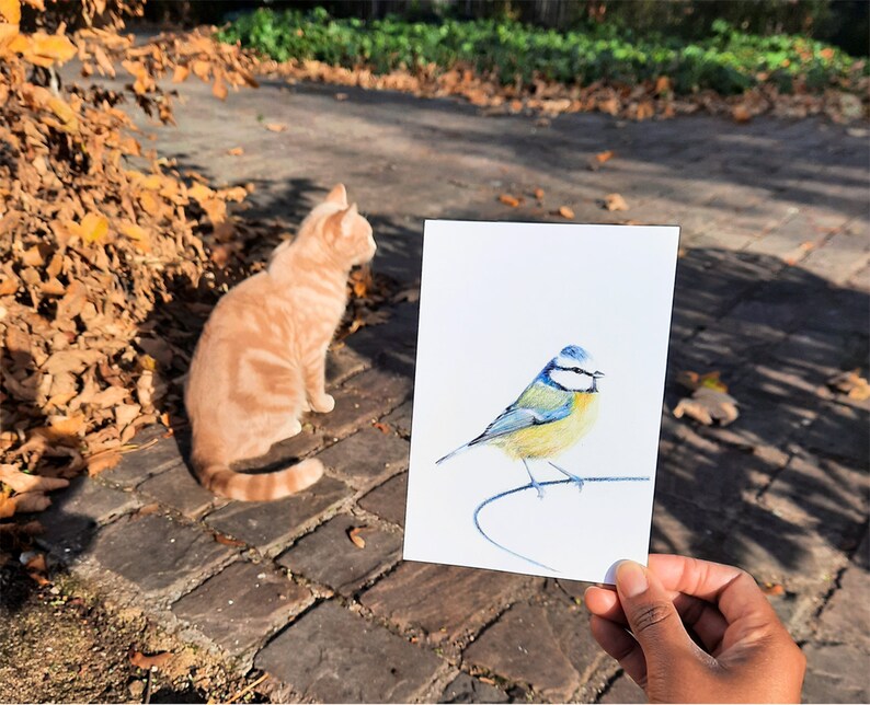 Cartão postal ilustrado, ilustração de chapim azul, lápis de cor, impressão fosca, cartão A6 imagem 4