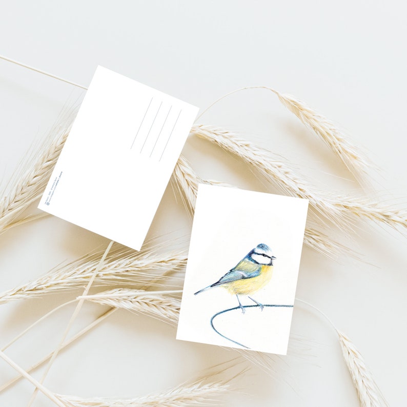 Cartão postal ilustrado, ilustração de chapim azul, lápis de cor, impressão fosca, cartão A6 imagem 2