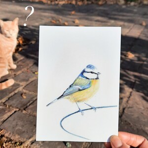 Cartão postal ilustrado, ilustração de chapim azul, lápis de cor, impressão fosca, cartão A6 imagem 5