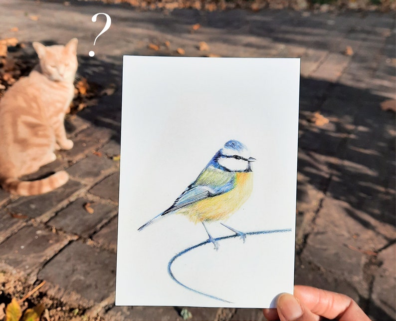 Cartão postal ilustrado, ilustração de chapim azul, lápis de cor, impressão fosca, cartão A6 imagem 5