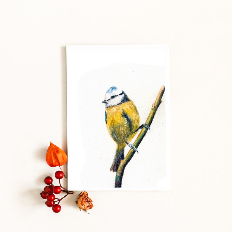 Cartão postal ilustrado, ilustração de chapim azul, lápis de cor, impressão fosca, cartão A6 imagem 3