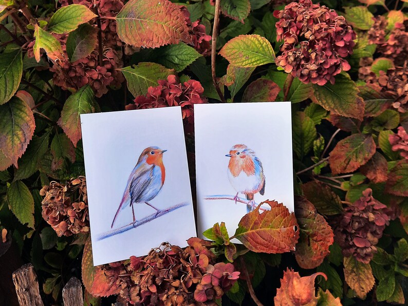 Cartes postales rouge-gorges lot de 2 cartes illustration crayons de couleur duo oiseaux amoureux impression mate 画像 3