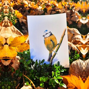 Cartão postal ilustrado, ilustração de chapim azul, lápis de cor, impressão fosca, cartão A6 imagem 4