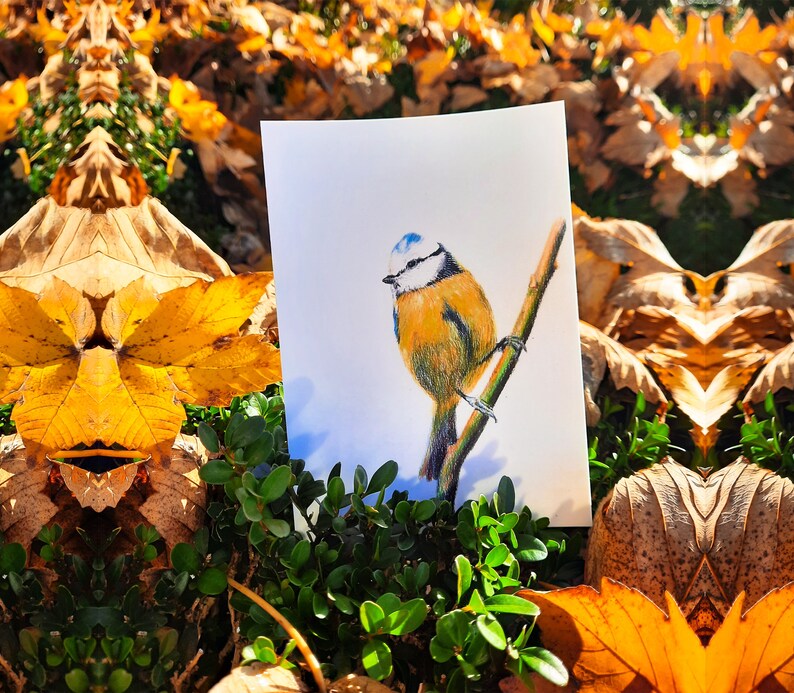 Cartão postal ilustrado, ilustração de chapim azul, lápis de cor, impressão fosca, cartão A6 imagem 4