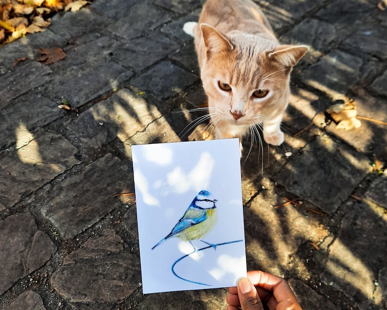 Cartão postal ilustrado, ilustração de chapim azul, lápis de cor, impressão fosca, cartão A6 imagem 1